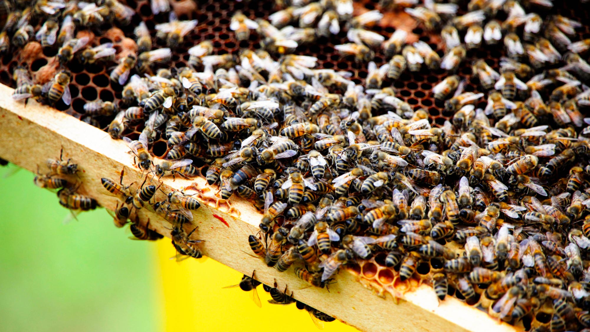 Mielabis - Honey with CBD