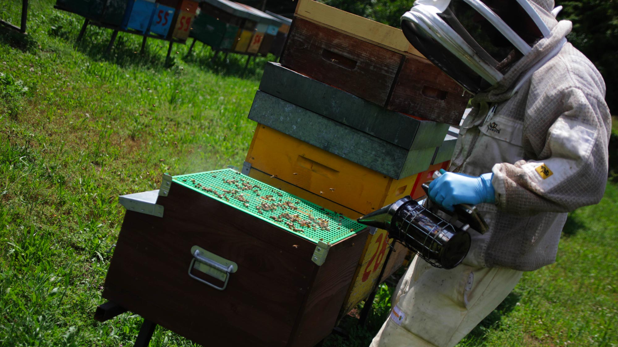 Mielabis - Honey with CBD