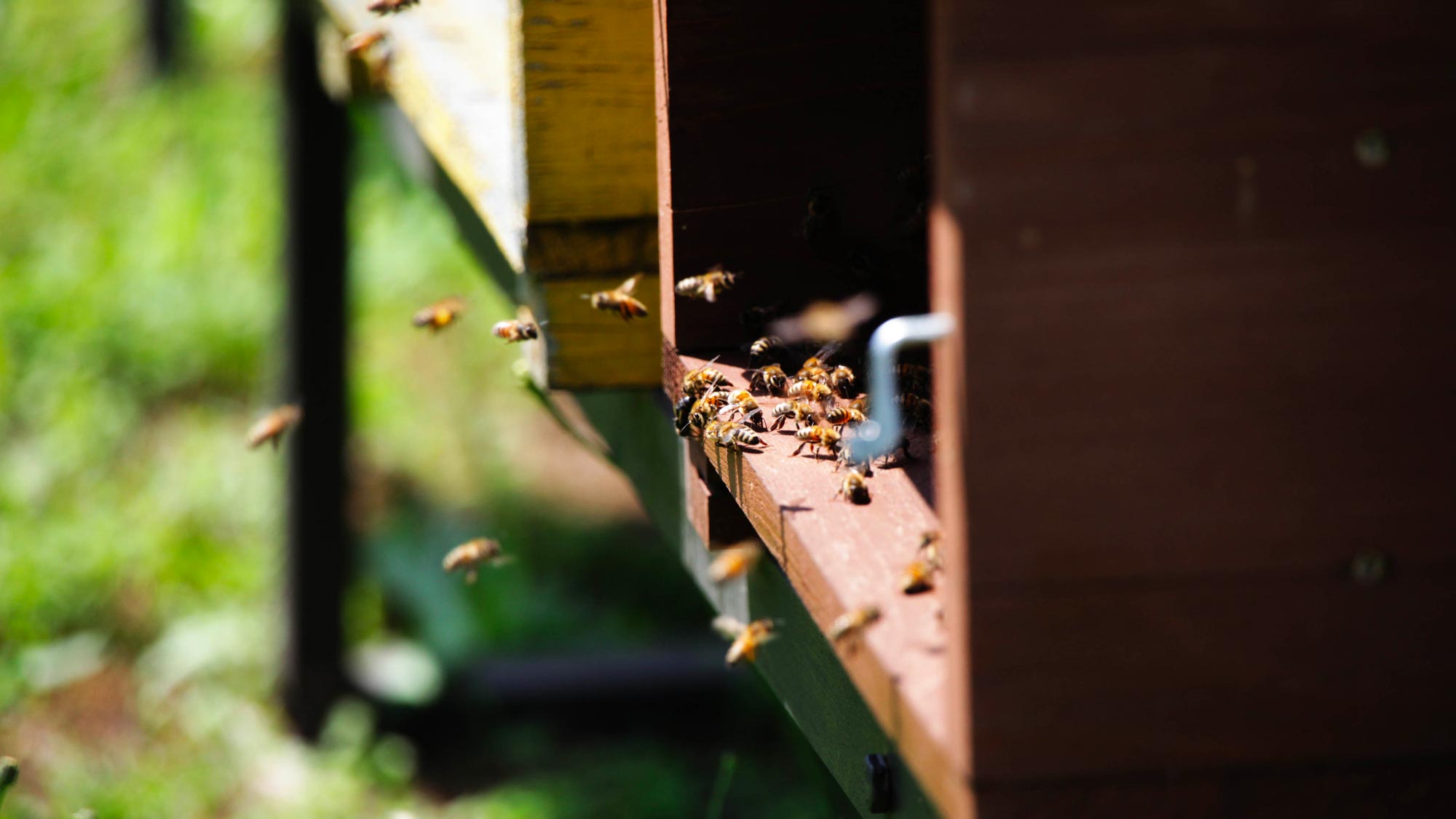 Mielabis - Honey with CBD