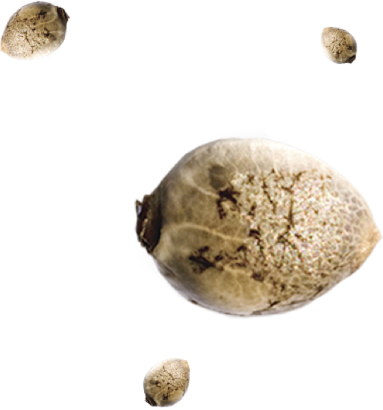 Mielabis - Honey with CBD