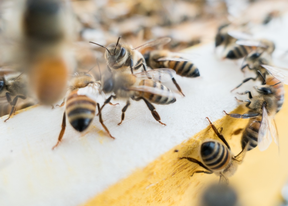 Mielabis - miele con CBD