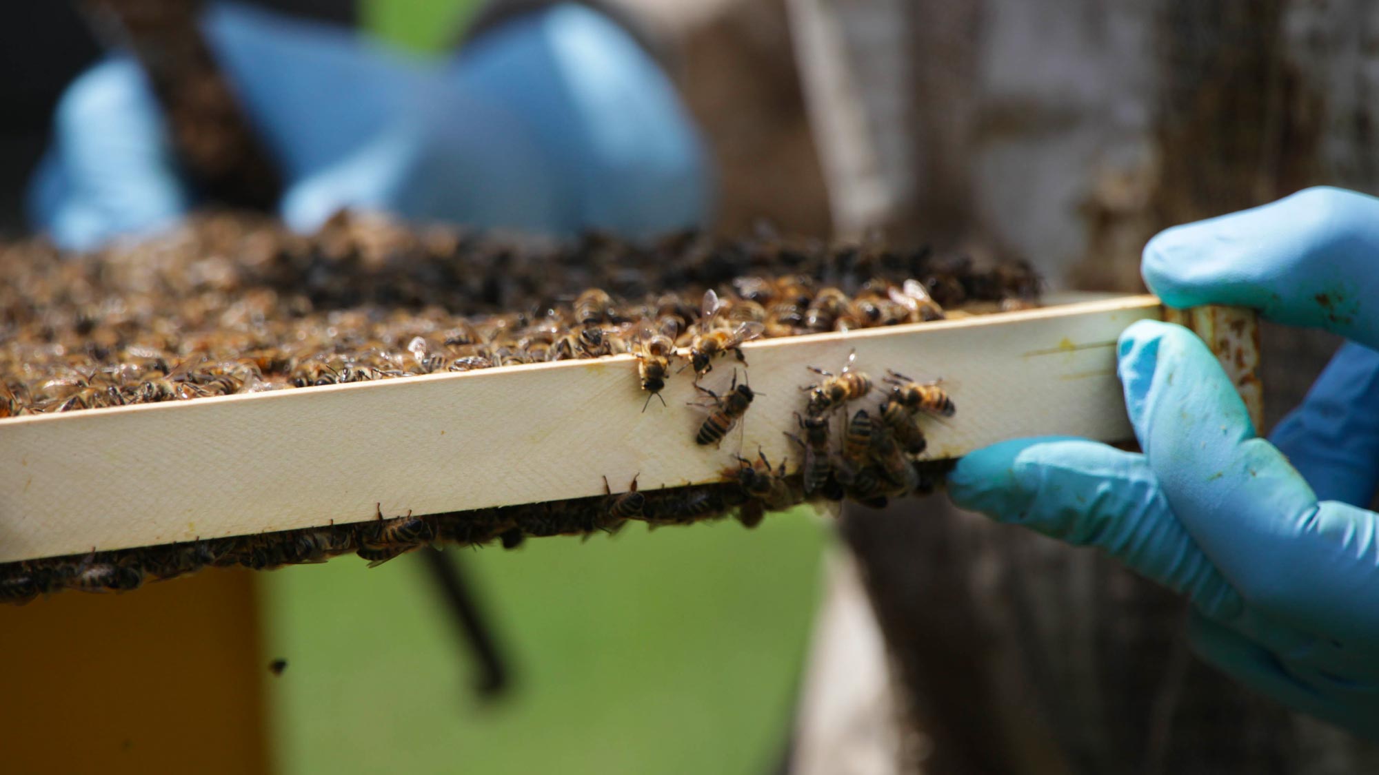 Mielabis - miele con CBD