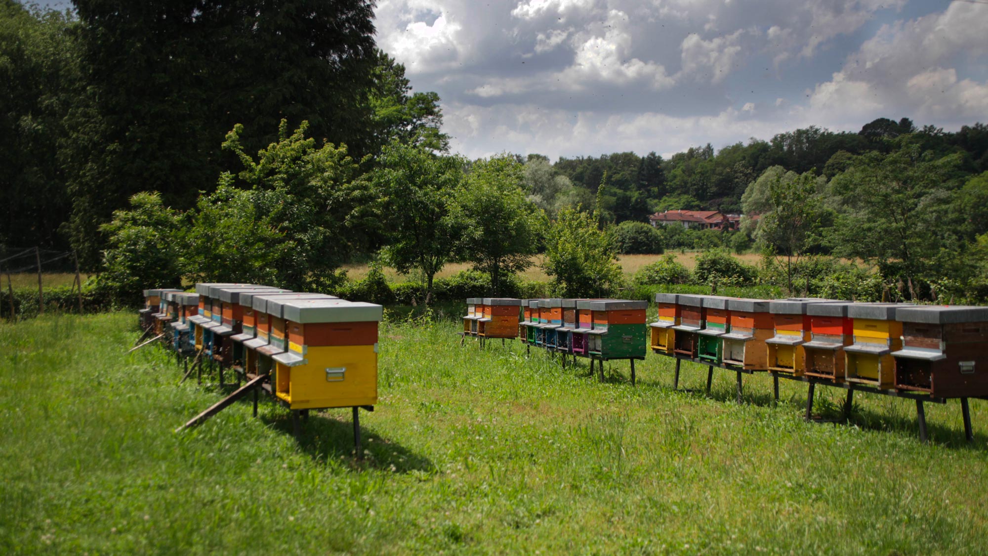 Mielabis - miele con CBD